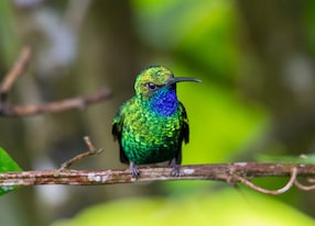 sabrewing hummingbird