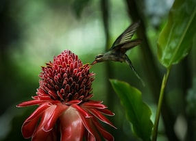 hummingbird red flower flight
