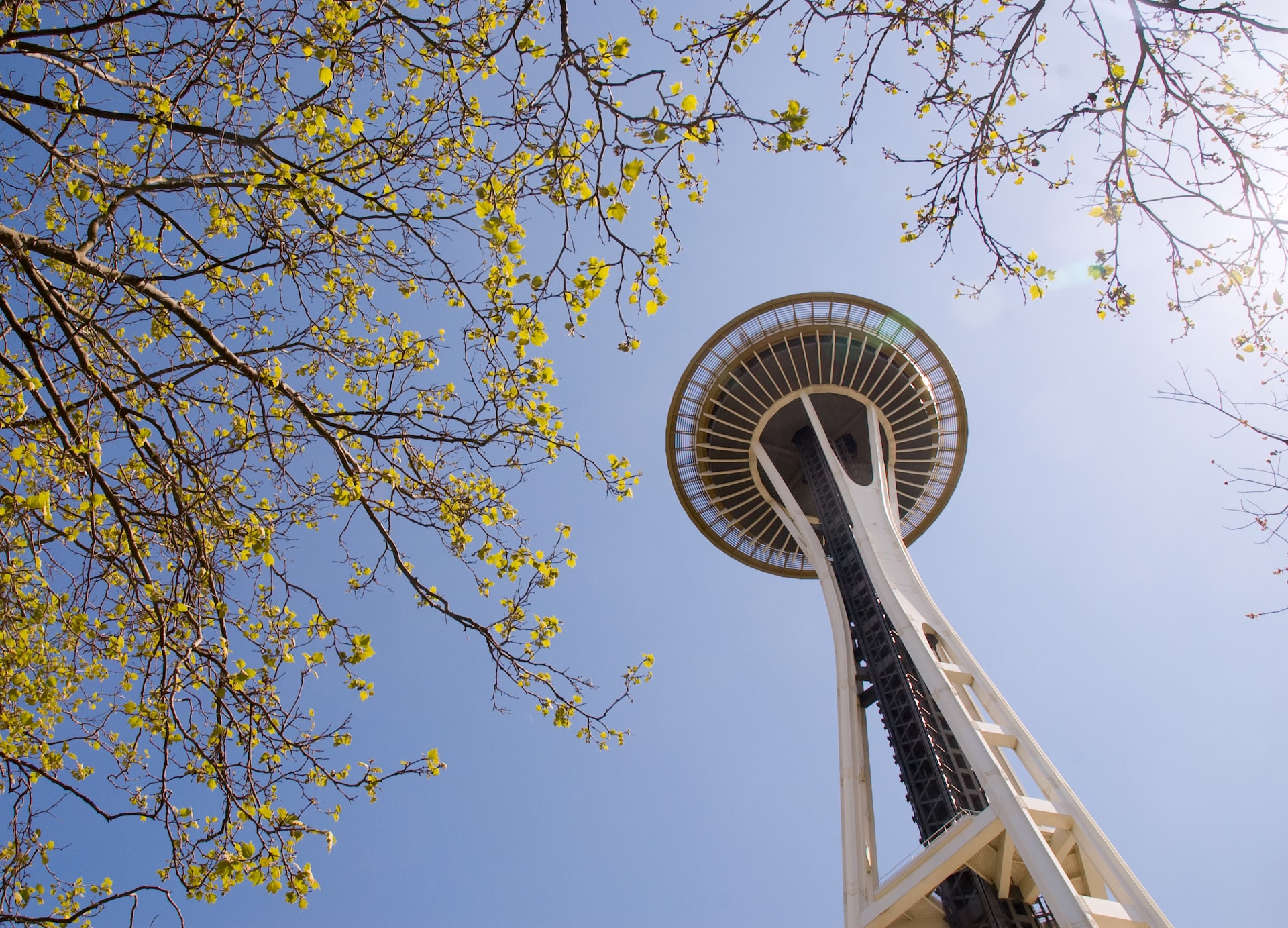 seattle needle below trees flowers