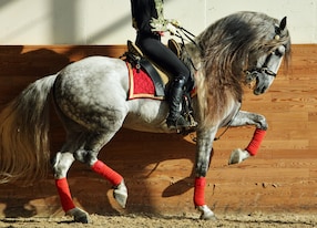equestrian horse rider show
