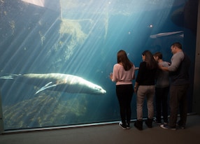 sealife center marine life seal family aquarium
