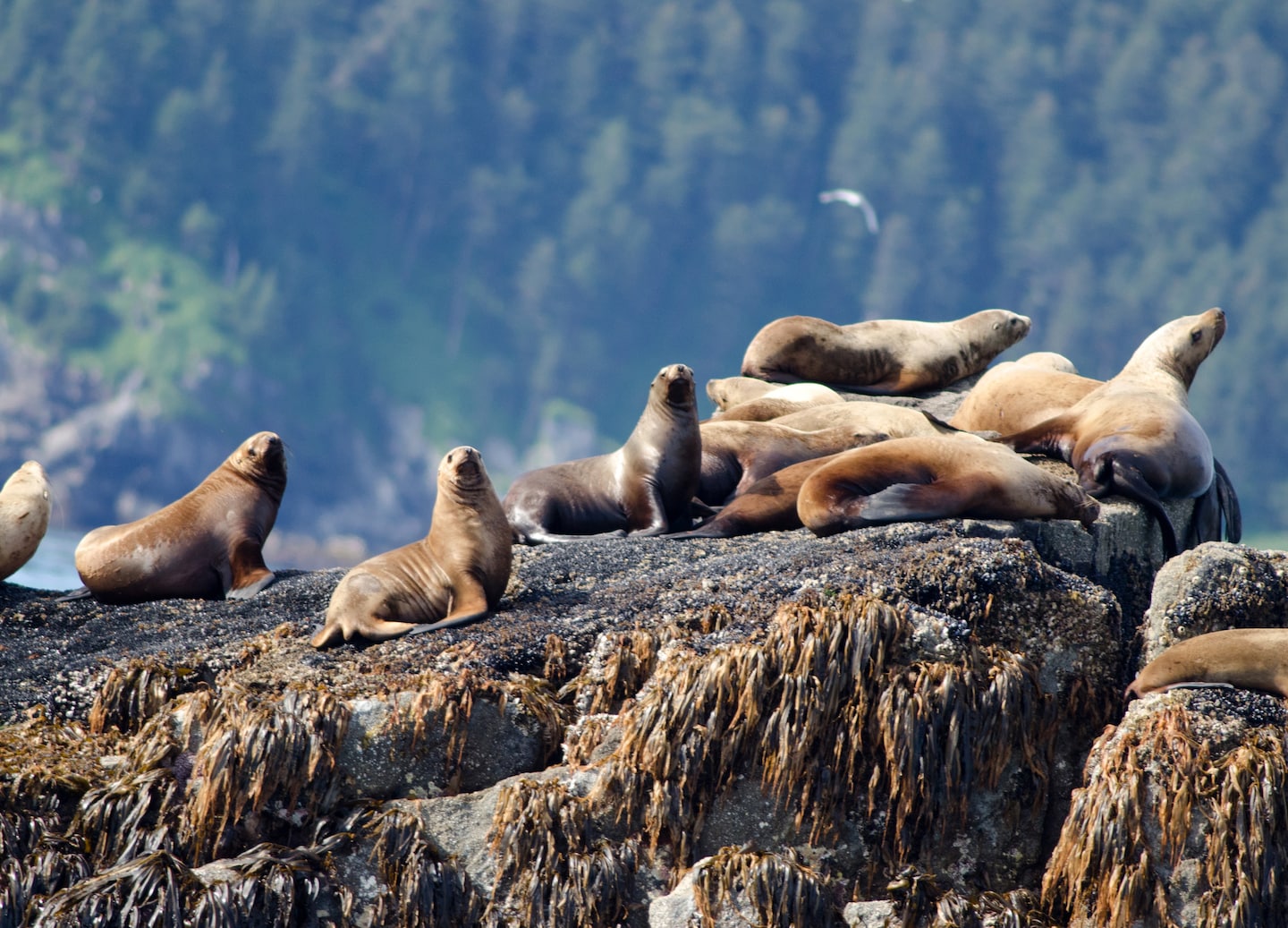 Seals rest on rocky shoreline in Alaska's Kenai Fjords region. - Seward, Alaska