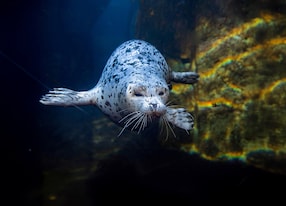 Alaska SeaLife Center and Resurrection Bay Cruise Sea Lion