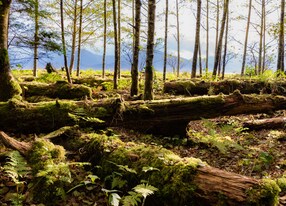 alaskan rainforest green trees at sunset in autumn fairytale colorful landscape with grass moss