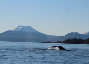Zodiac Adventure and Fin Island Lodge Whale Mountain
