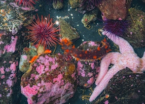 Science in Sitka with Taste of Alaska Sea Urchin and Corals