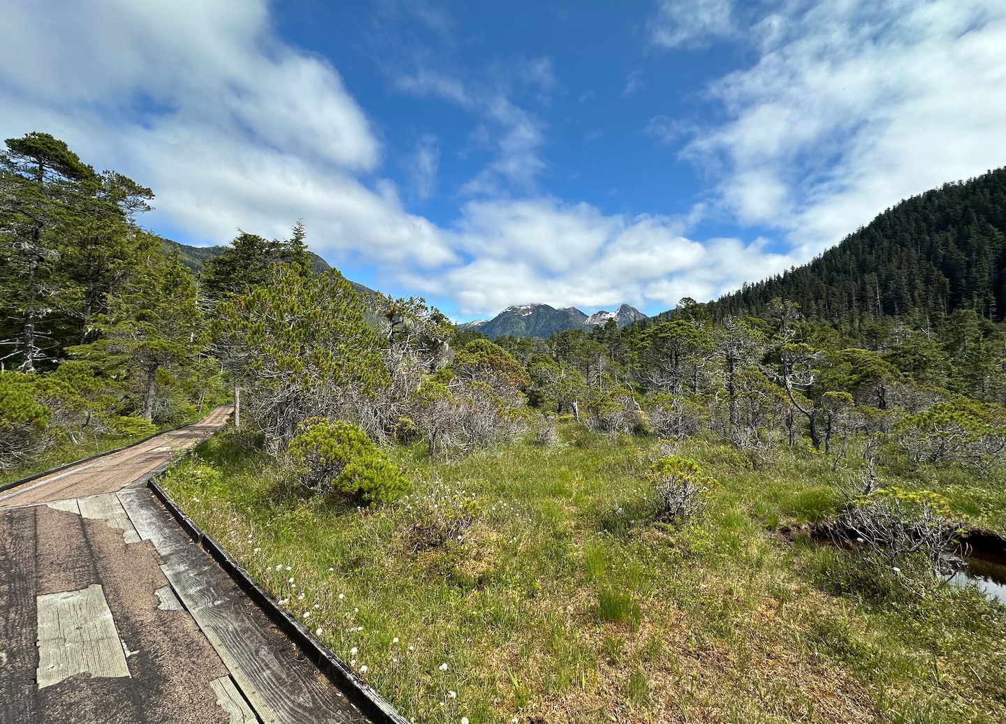 Hiking trail lined with towering Tongass trees. - Sitka, Alaska