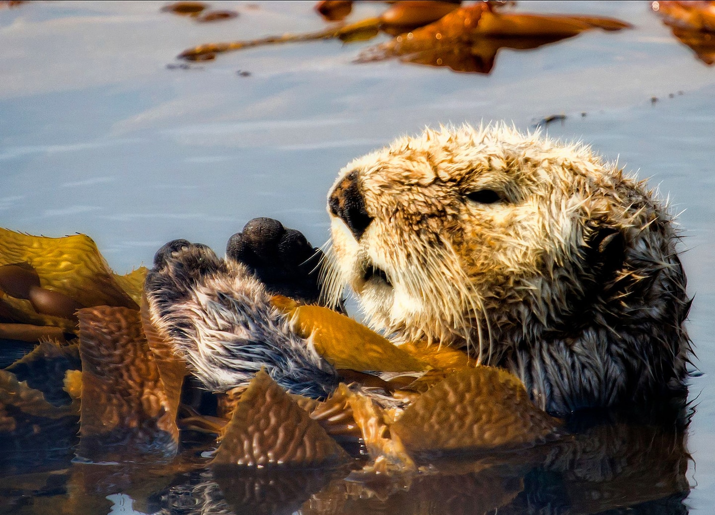 Sea otter floats calmly in sunlit Sitka waters. - Sitka, Alaska