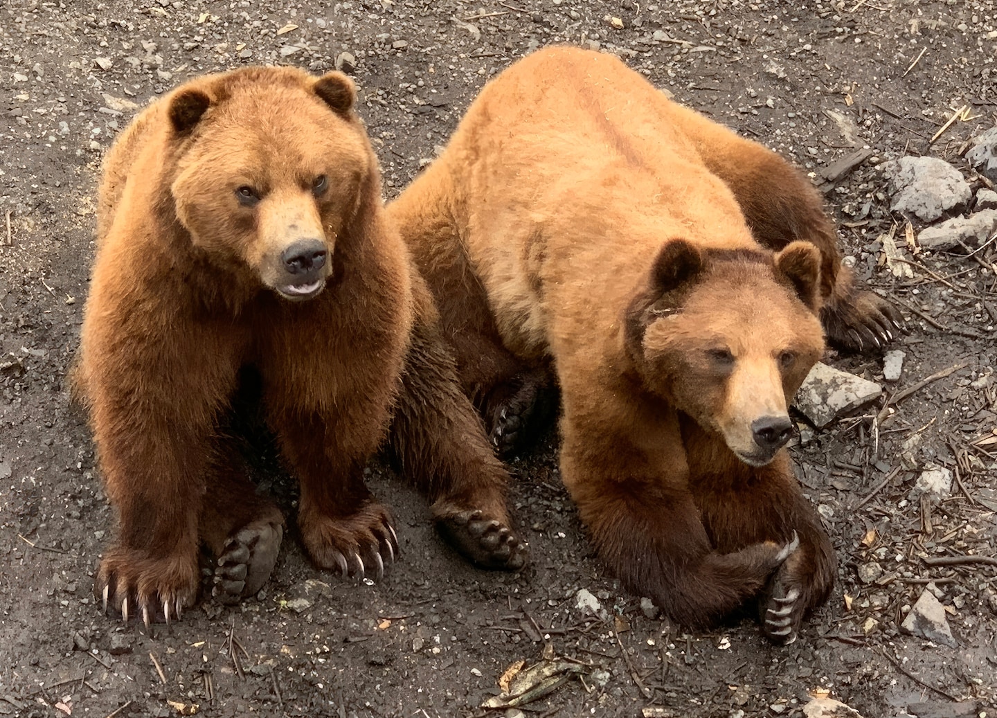 Rescued brown bears lounge peacefully at Fortress of the Bear. - Sitka, Alaska
