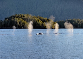 Sitkas Coastal Wildlife Cruise Humpback Spouts