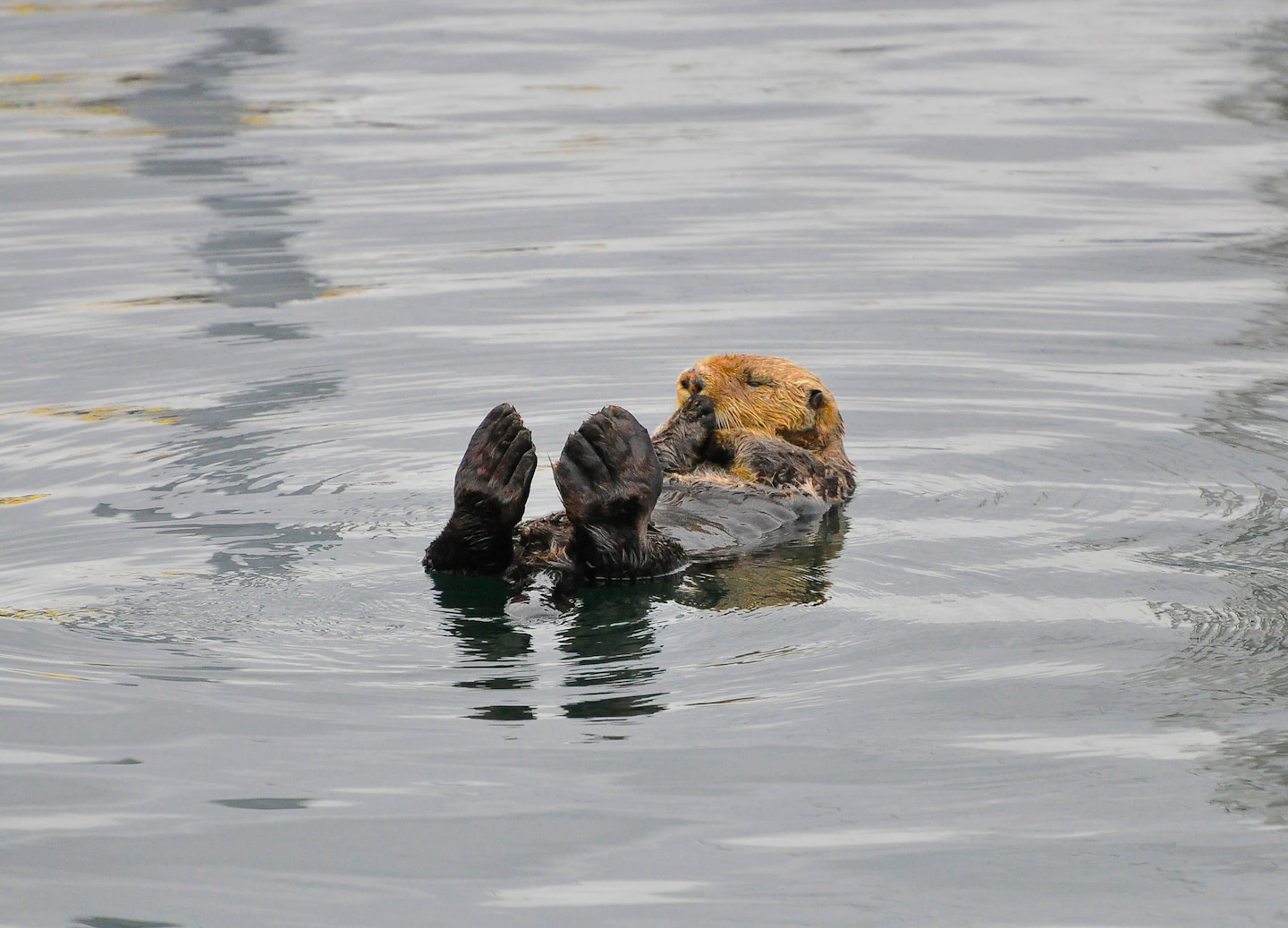 Sea otter floats in coastal waters during a Sitka wildlife cruise.