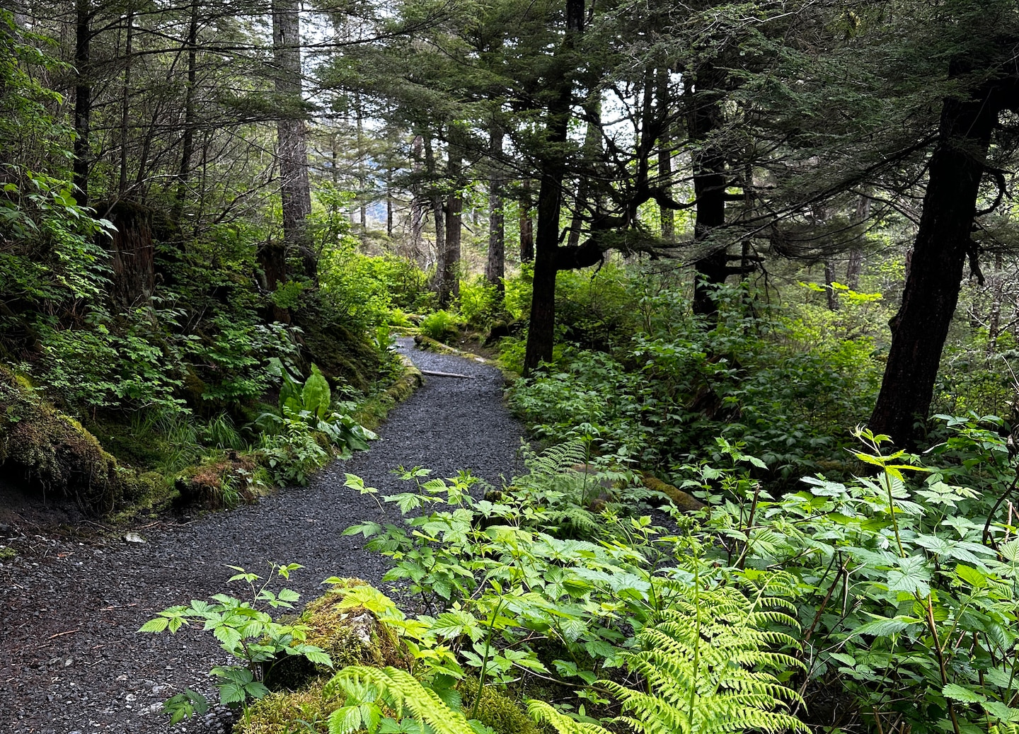 Forest trail winds through Sitka wilderness. - Sitka, Alaska