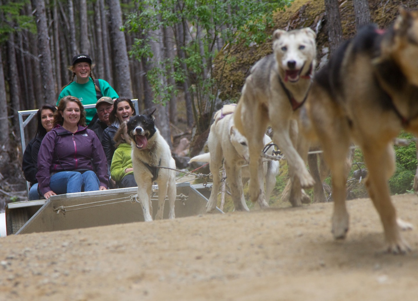 Discover Alaskan mushing heritage and explore Tongass Forest’s cultural and ecological significance firsthand. - Juneau, Alaska