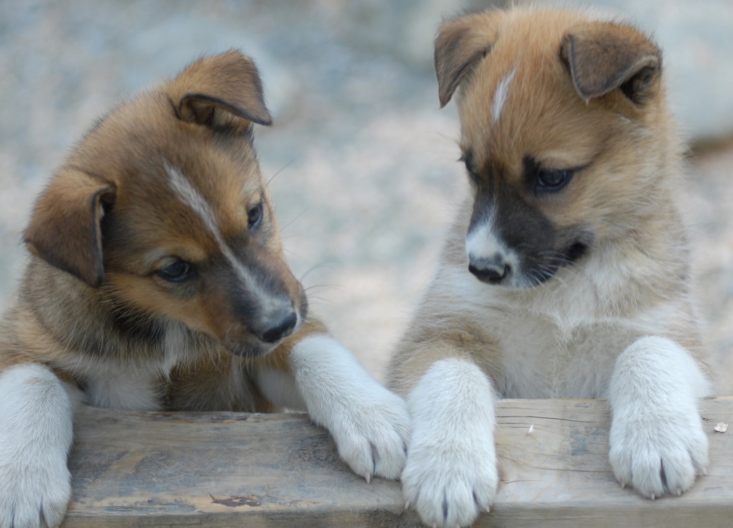 Experience Skagway’s mountain dog sledding adventure with huskies, mushers, and cuddly puppies. - Skagway, Alaska