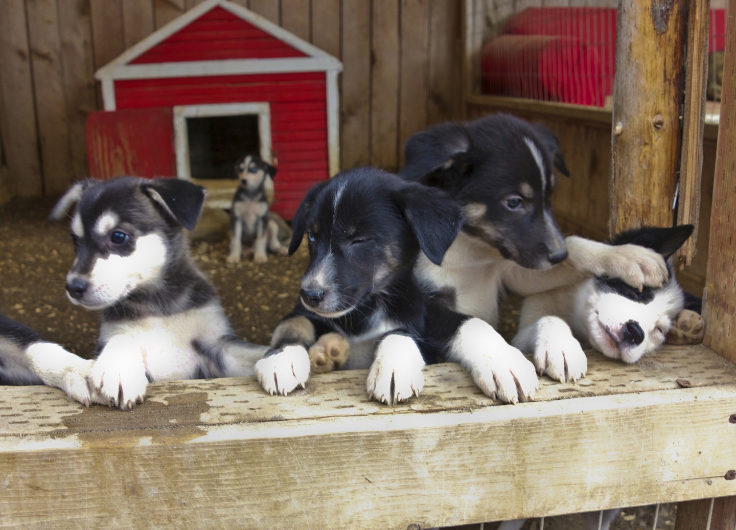 Pan for gold, ride historic rails, and meet sled dogs on this immersive Skagway adventure. - Skagway, Alaska