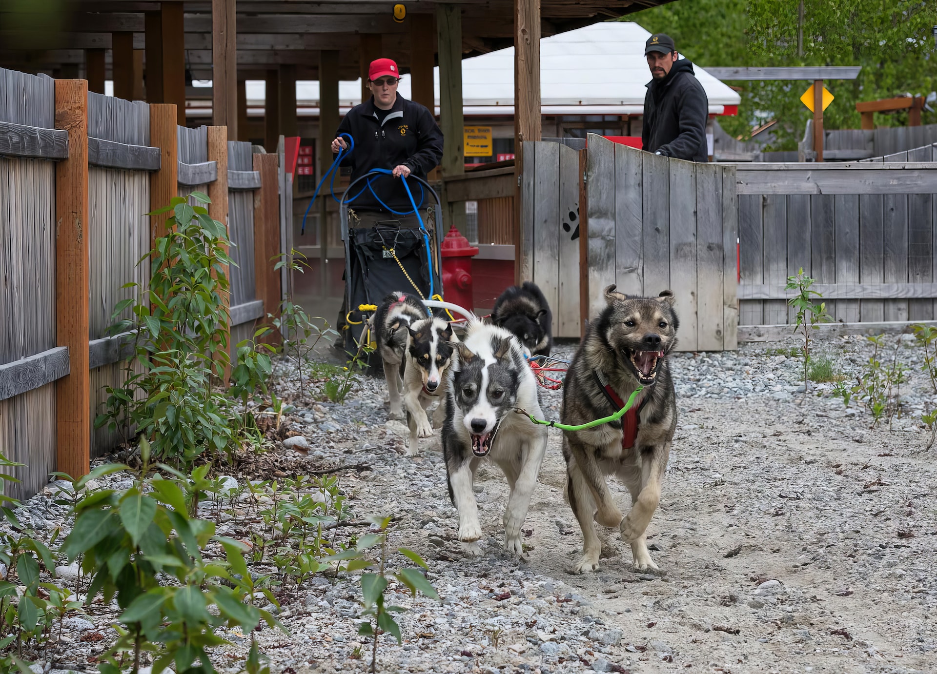 Gold Fever Alaskan Sled Dogs and Exclusive Scenic Railway