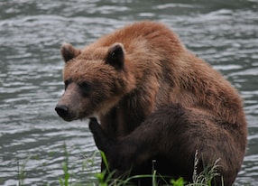 Wildlife Safari and Bear Viewing Tour Bear Shoreline