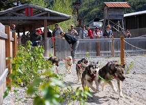 Gold Fever Alaskan Sled Dogs dogs running