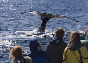 people on a whale watching trip