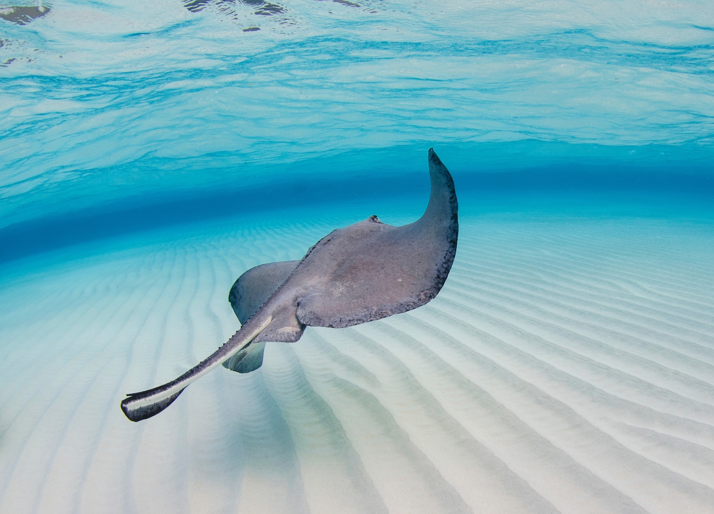 A Stingray City tour pairs hands-on ray encounters with Caribbean lunch at Tukka Restaurant. - George Town, Grand Cayman