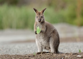 wallaby eating green leaf