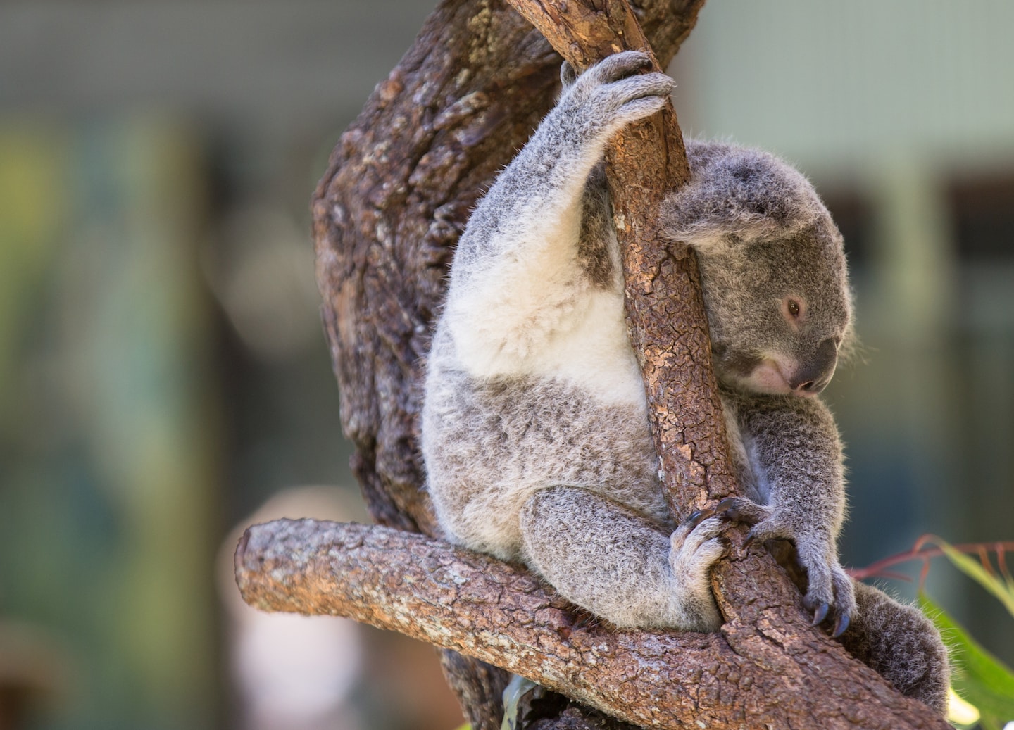 A koala clings to tree branch surrounded by green eucalyptus leaves.