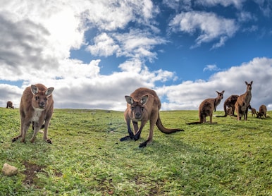 kangaroos while looking at you at sunset in kangaroo island