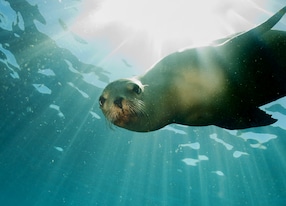 sea lion under water
