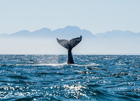 seascape with whale tail the humpback whale megaptera novaeangliae tail dripping with water in