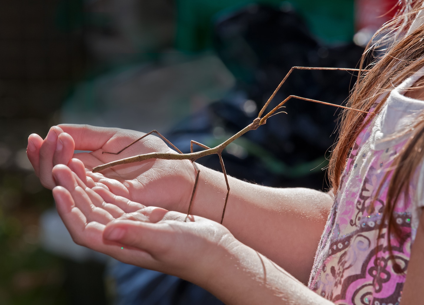 Young girl holding walking stick insect during hands‑on bug encounter. - Victoria, British Columbia
