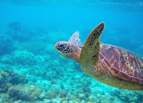 sea turtle in blue water friendly marine turtle underwater photo oceanic animal in wild nature