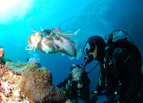 discover scuba diving octopus squid