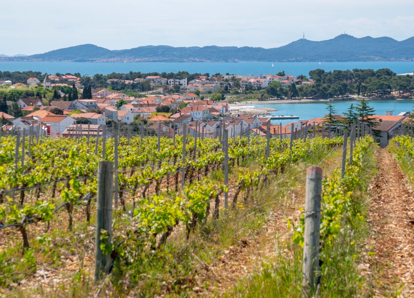 Zadar’s local vineyards produce distinctive Dalmatian wines, perfect for tastings or souvenirs. - Zadar, Croatia